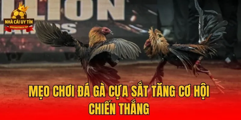 Mẹo chơi đá gà cựa sắt tăng cơ hội chiến thắng