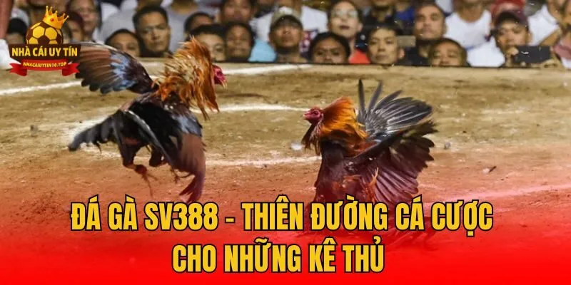 Đá Gà SV388 - Thiên Đường Cá Cược Cho Những Kê Thủ 
