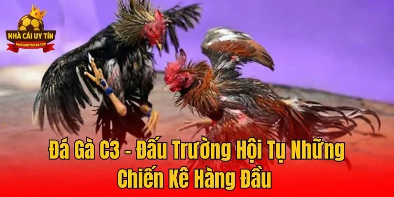 Đá Gà C3 - Đấu Trường Hội Tụ Những Chiến Kê Hàng Đầu