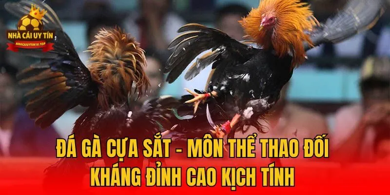 Đá Gà Cựa Sắt - Môn Thể Thao Đối Kháng Đỉnh Cao Kịch Tính