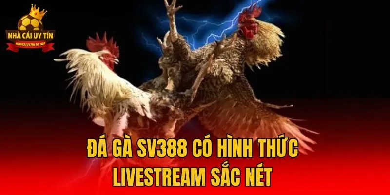 Đá gà SV388 có hình thức livestream sắc nét
