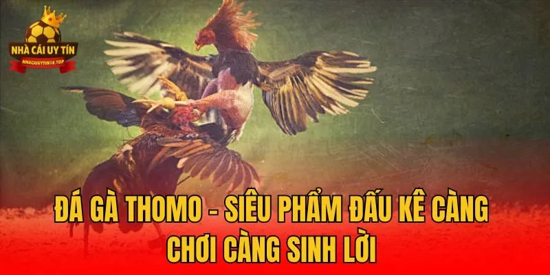 Đá Gà Thomo - Siêu Phẩm Đấu Kê Càng Chơi Càng Sinh Lời