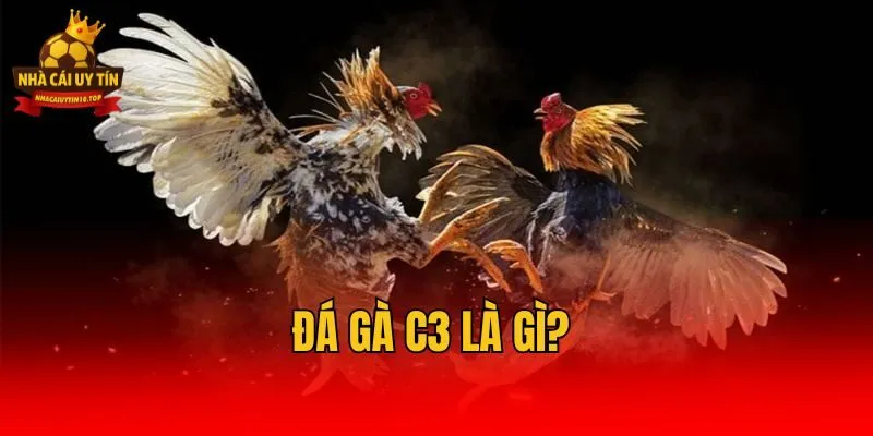Đá gà C3 là gì?
