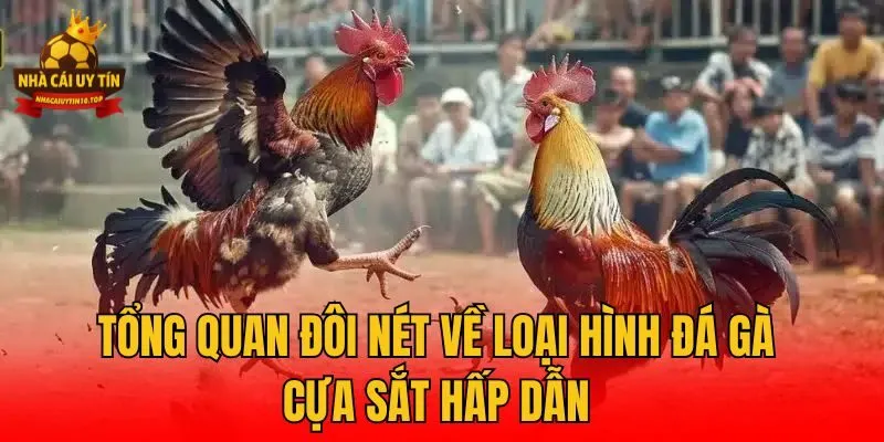 Tổng quan đôi nét về loại hình đá gà cựa sắt hấp dẫn