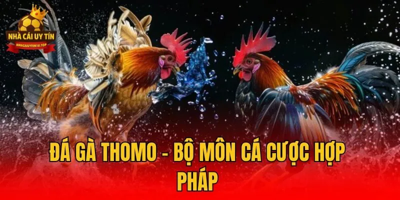 Đá gà Thomo - Bộ môn cá cược hợp pháp