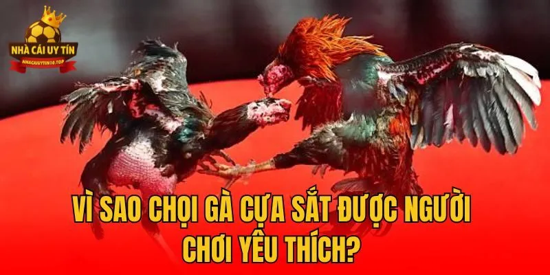 Vì sao chọi gà cựa sắt được người chơi yêu thích?