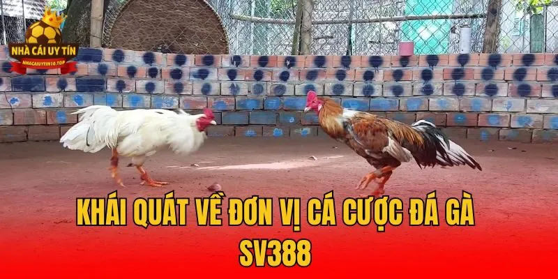 Khái quát về đơn vị cá cược đá gà SV388