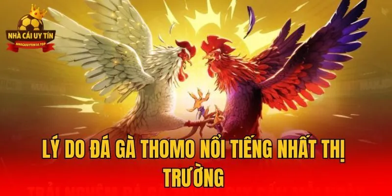 Lý do đá gà Thomo nổi tiếng nhất thị trường